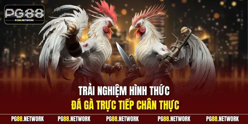 Trải nghiệm hình thức đá gà trực tiếp chân thực